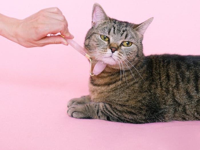 pexels-photo-4588069 Cute tabby cat enjoys a gentle massage against a soft pink background, adding an element of pampering and relaxation.